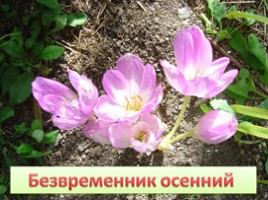 Растения Красной книги Ленинградсокй области, слайд 3