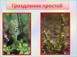 Растения Красной книги Ленинградсокй области, слайд 4