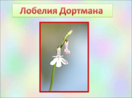Растения Красной книги Ленинградсокй области, слайд 6