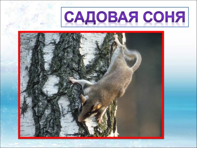 Презентация - Красная книга Ленинградской области «Звери»