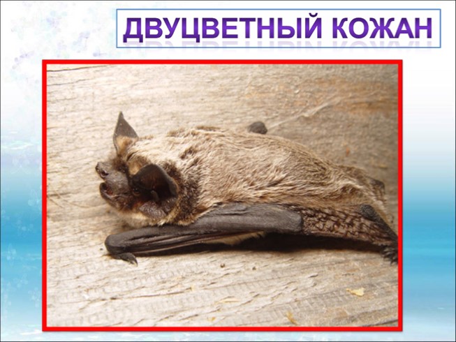 Презентация - Красная книга Ленинградской области «Звери»