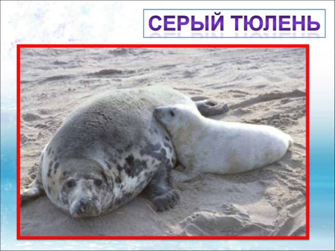 Презентация - Красная книга Ленинградской области «Звери»