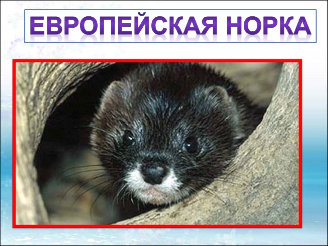 Презентация - Красная книга Ленинградской области «Звери»