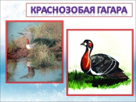 Красная книга Ленинградской области «Птицы», слайд 27