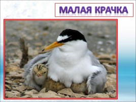Красная книга Ленинградской области «Птицы», слайд 32