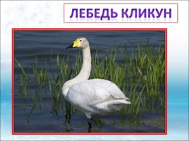 Красная книга Ленинградской области «Птицы», слайд 37