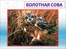Красная книга Ленинградской области «Птицы», слайд 6