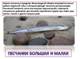 Красная книга Ленинградской области «Рыбы», слайд 16