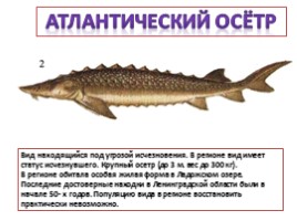 Красная книга Ленинградской области «Рыбы», слайд 20