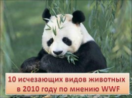 10 исчезающих видов животных в 2010 году по мнению WWF, слайд 1