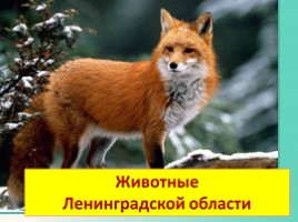 Животные Ленинградской области, слайд 1