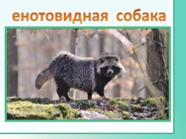 Животные Ленинградской области, слайд 12