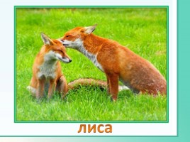 Животные Ленинградской области, слайд 14