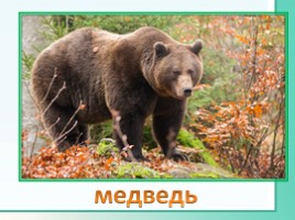 Животные Ленинградской области, слайд 16