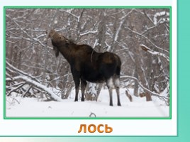 Животные Ленинградской области, слайд 17