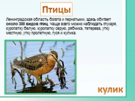 Животные Ленинградской области, слайд 18