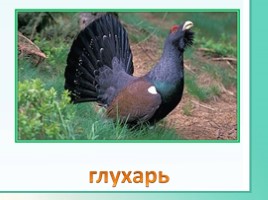 Животные Ленинградской области, слайд 19