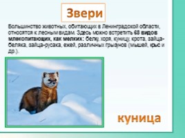 Животные Ленинградской области, слайд 2
