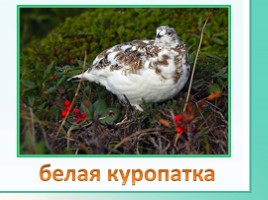 Животные Ленинградской области, слайд 20