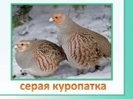 Животные Ленинградской области, слайд 21