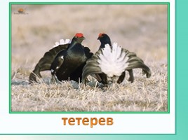 Животные Ленинградской области, слайд 22