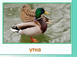 Животные Ленинградской области, слайд 23