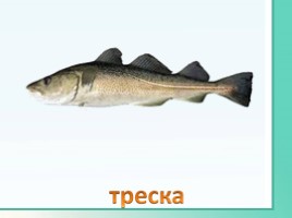 Животные Ленинградской области, слайд 31