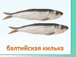 Животные Ленинградской области, слайд 32