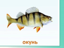 Животные Ленинградской области, слайд 35