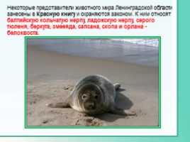 Животные Ленинградской области, слайд 37