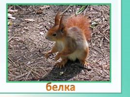 Животные Ленинградской области, слайд 4
