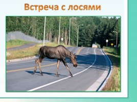 Животные Ленинградской области, слайд 43