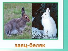 Животные Ленинградской области, слайд 5