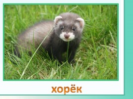 Животные Ленинградской области, слайд 6