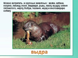 Животные Ленинградской области, слайд 8