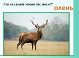 Животные Ленинградской области, слайд 9