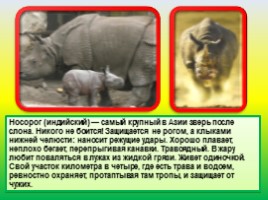 Животные Евразии, слайд 12