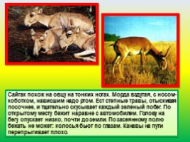 Животные Евразии, слайд 21