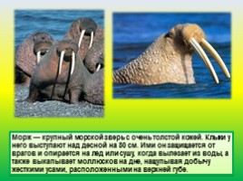 Животные Евразии, слайд 42