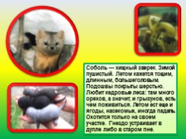 Животные Евразии, слайд 46