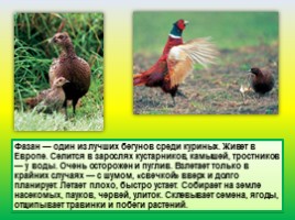 Животные Евразии, слайд 59