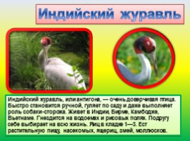 Животные Евразии, слайд 62