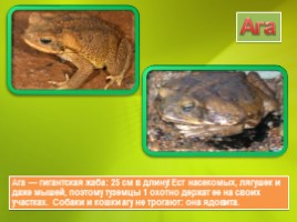 Животные Южной Америки, слайд 25