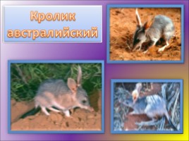 Животные Австралии, слайд 28