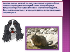Самые ушастые животные, слайд 4