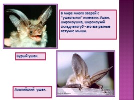 Самые ушастые животные, слайд 8