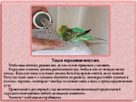 Научно-исследовательская работа «Волнистые попугайчики», слайд 7