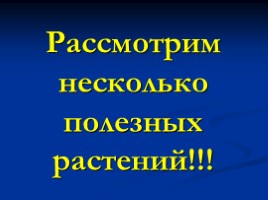 Основные сорные растения изучаемые с учащимися начальных классов, слайд 21