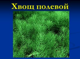 Основные сорные растения изучаемые с учащимися начальных классов, слайд 26