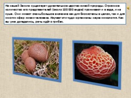 8 самых необычных грибов, слайд 2